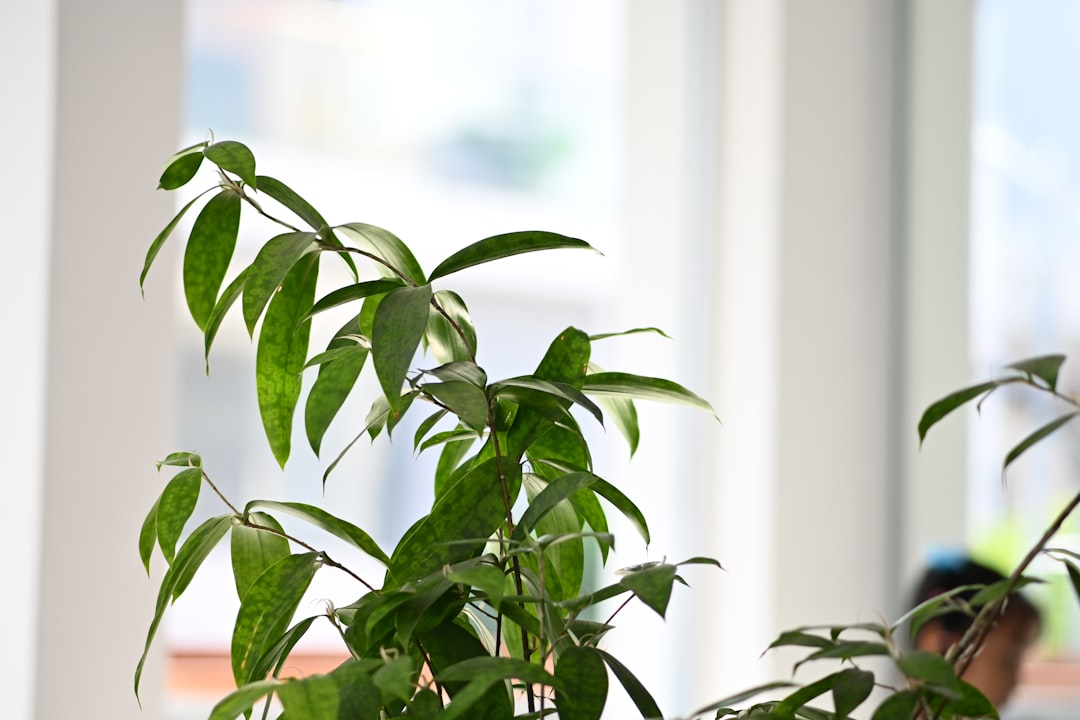 Photo indoor air purifying plants